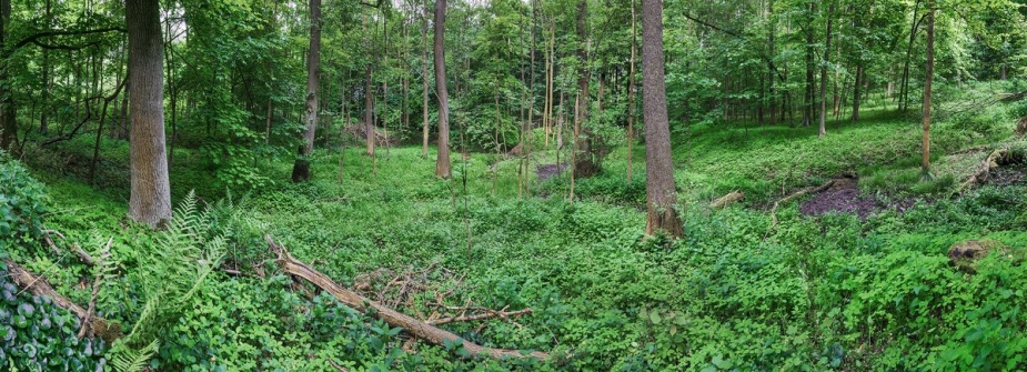 Vyžlovka. Autor: J. Mařík.