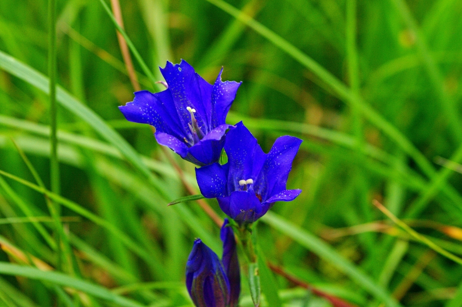 Foto: L. Šoltysová.