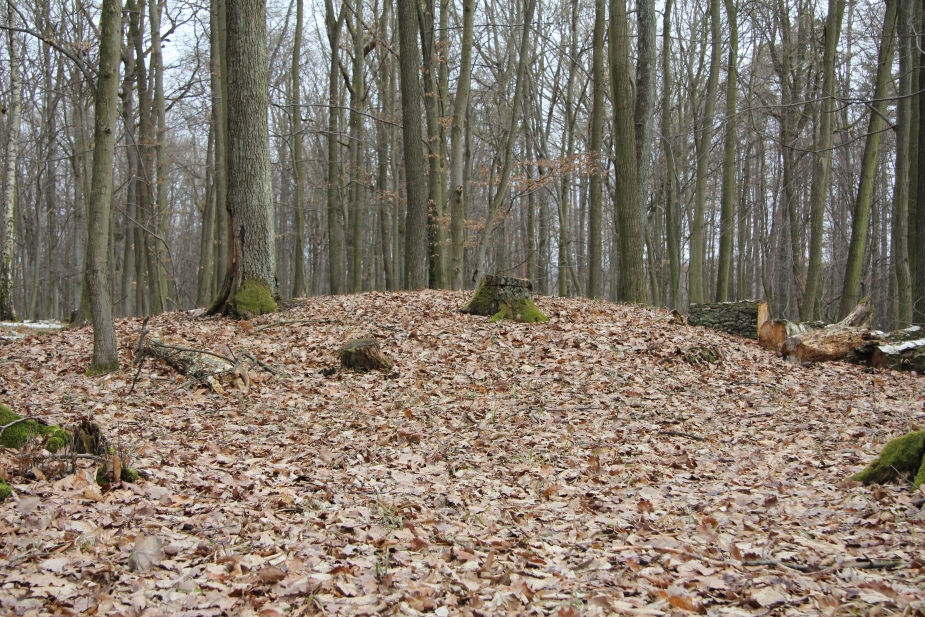 Neporušená mohyla. Foto: Z. Kuchař.