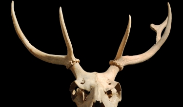 Výběrové řízení | PhD student/ka – archeozoologie (UZAVŘENO)