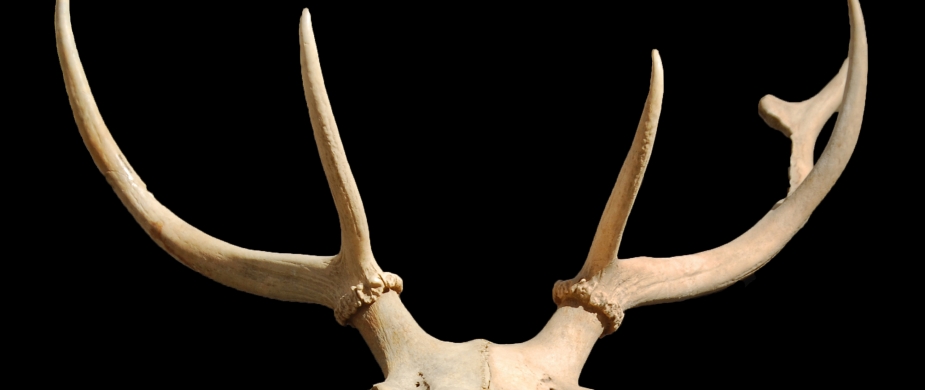 Výběrové řízení | PhD student/ka – archeozoologie (UZAVŘENO)