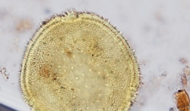 Tender | Postdoc position in quantitative palaeoecology